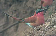 Photographing Namibia wildlife and birdlife