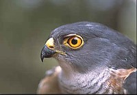 Bird Photography